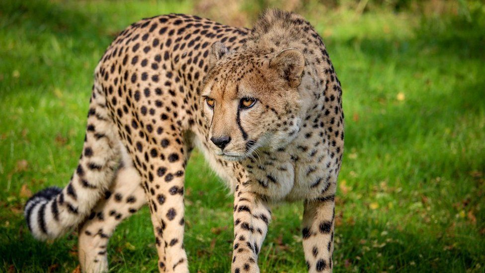 Animal conservation: The cheetah brothers heading from the UK to South ...
