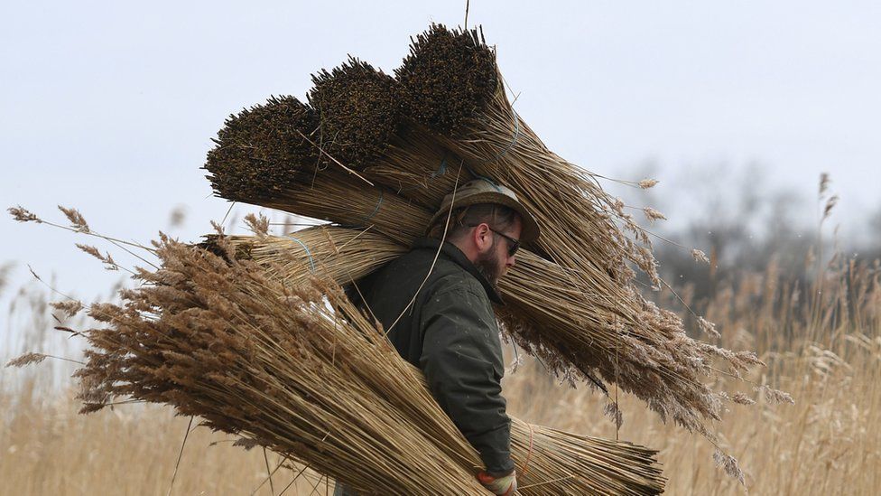 Reed cutter Lawrence Watts carries freshly cut bundles of reed