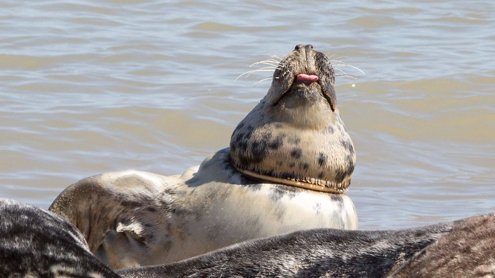 Seal with plastic around neck