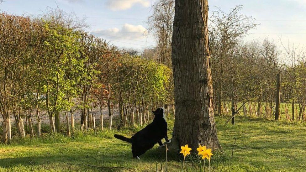 Palmerston in retirement