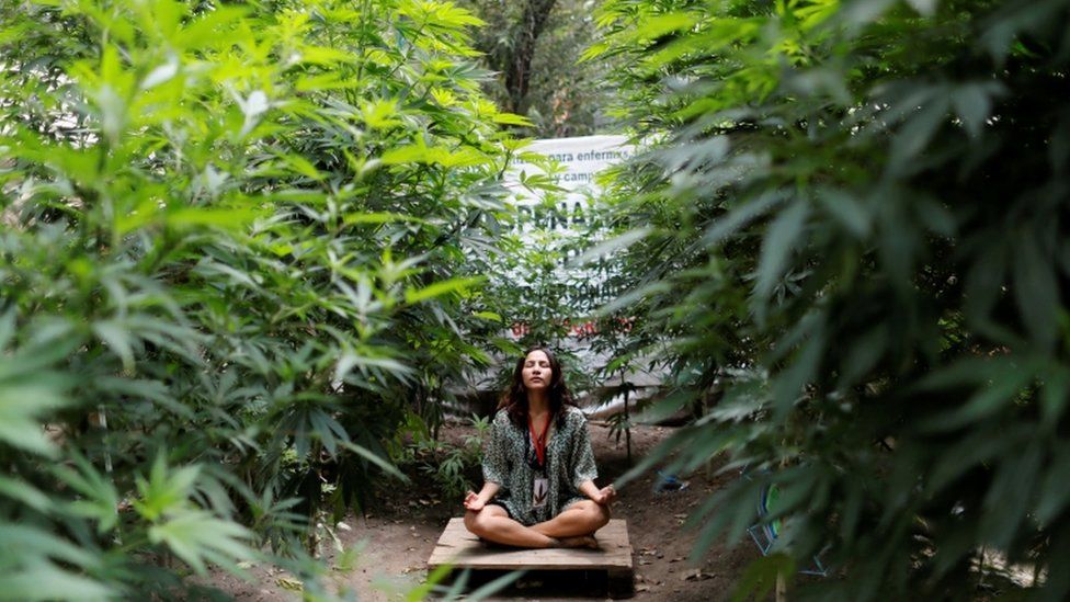 A woman sits in a cannabis garden outside the Senate