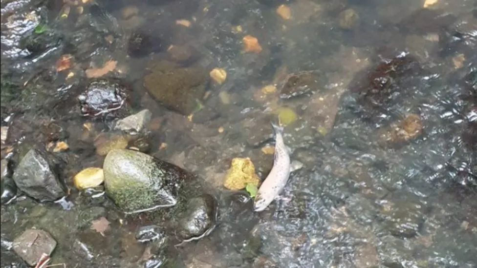 Dead fish floating in river