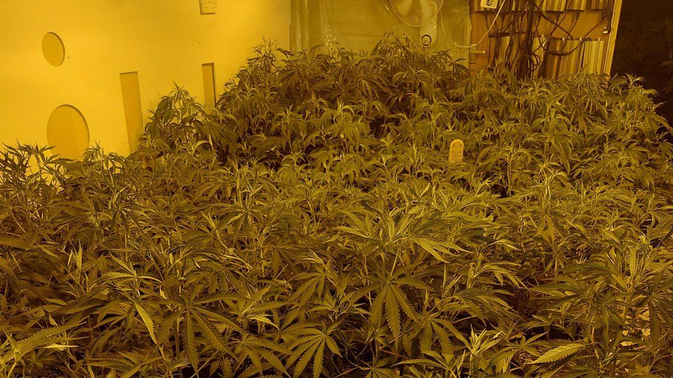 Birds found at £500k cannabis farm in Oldham - BBC News