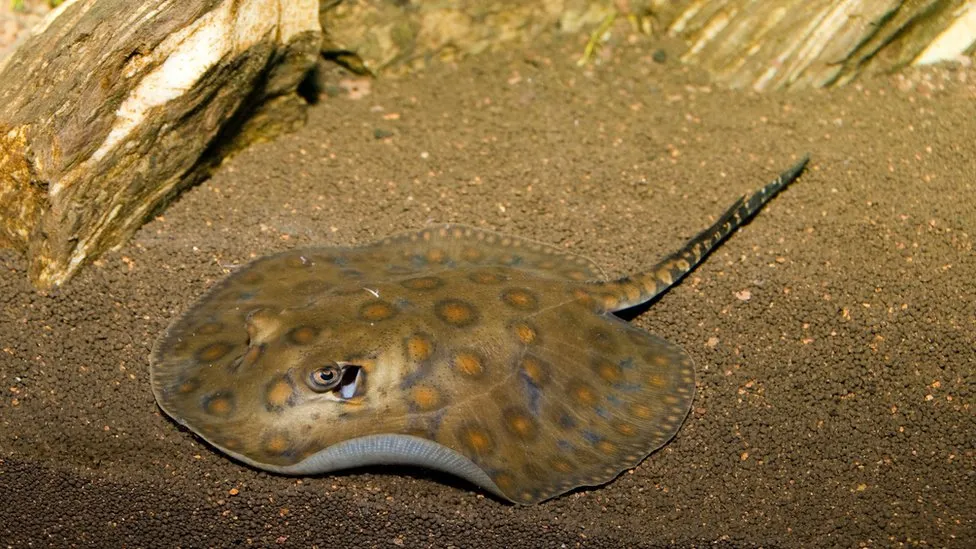 US stingray falls pregnant despite having no mate