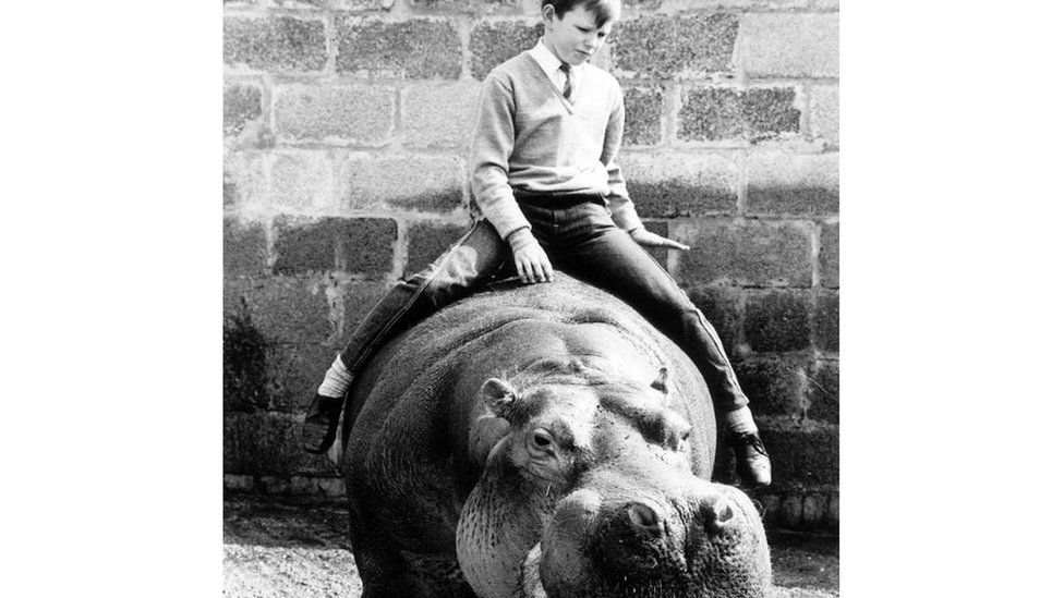 Harry the hippo
