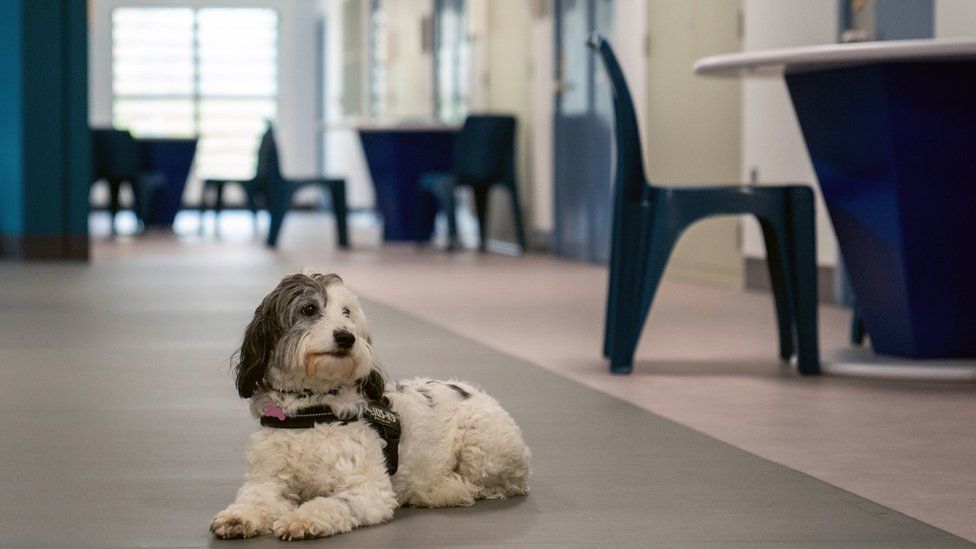 Pets As Therapy (PAT) dog Tilly in the accommodation block at category C prison HMP Five Wells in Wellingborough