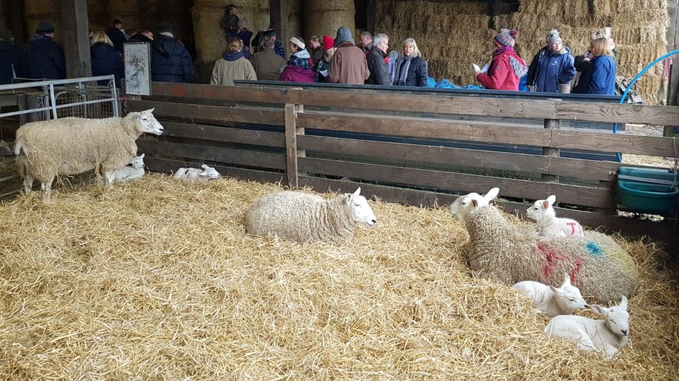 Twin lambs born on farm during service celebrating lambing - BBC News