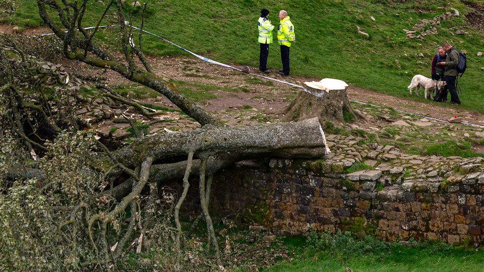 Sycamore Gap tree on Hadrian's Wall now lies on the ground, leaving behind only a stump in the spot it once proudly stood on 28 September 2023 northeast of Northumberland, England