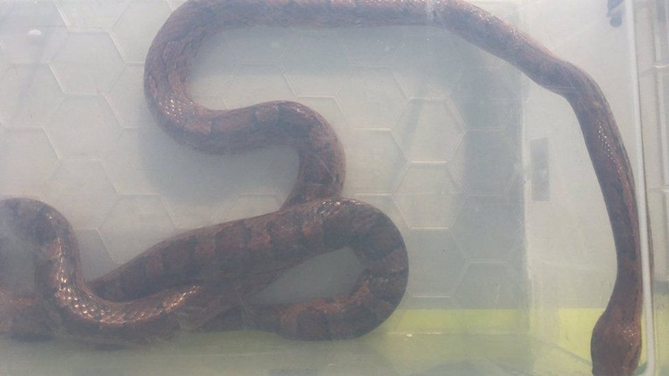 Corn snake in a plastic box having been caught on a street in Cambridge.