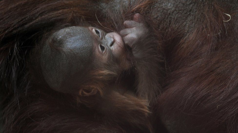 close up of baby orangutan holding on tight to mother's fur