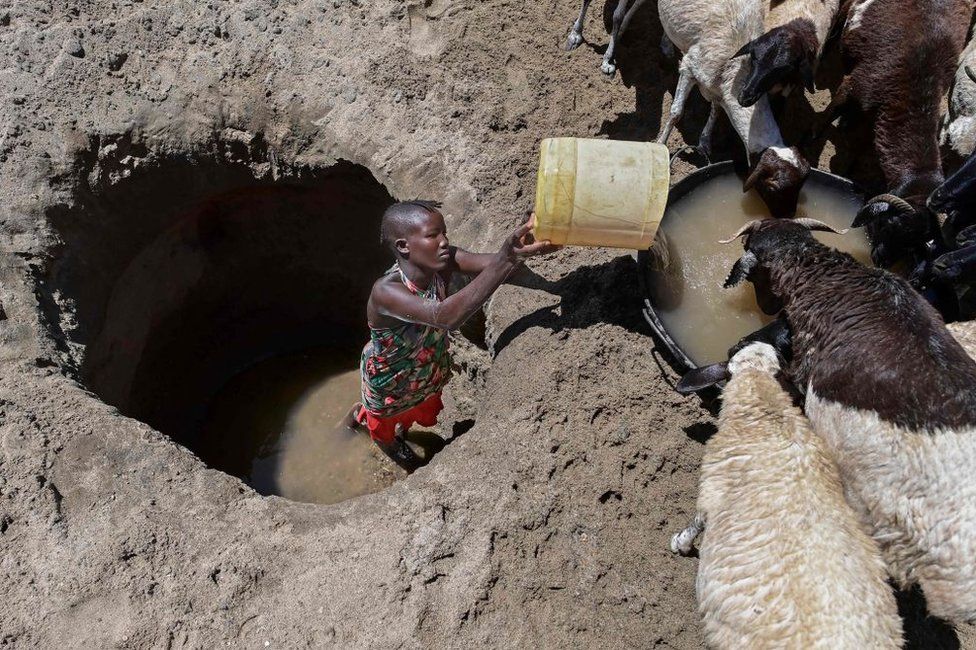 A young womann from the Turkana community waters goats from a shallow well dug into a dry riverbed at Eliye springs on the western shore of Lake Turkana in Turkana county on September 28, 2022. . - The United Nations warned that countries in the horn of Africa more Somalia and similarly Kenya's arid nothern reaches are on the brink of famine for the second time in just over a decade.