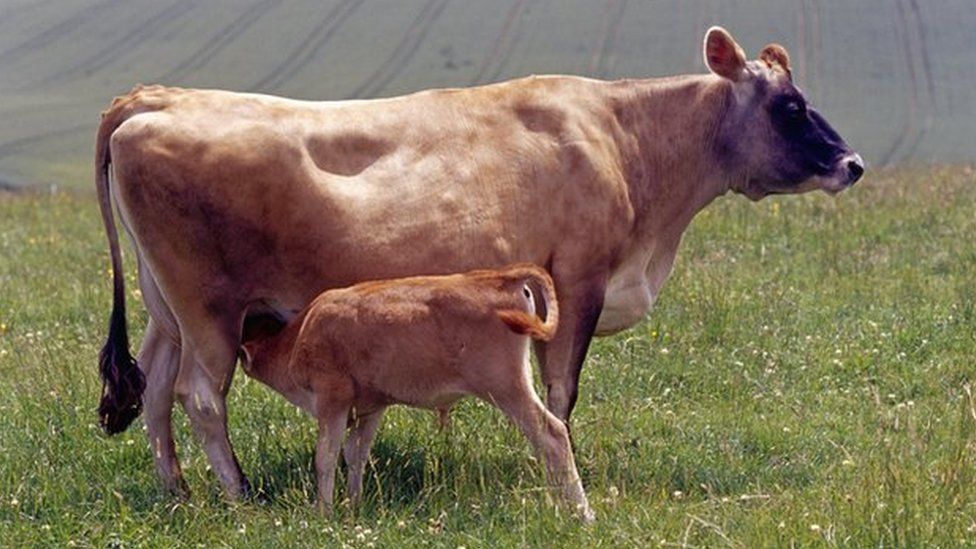 Джерсийская корова с теленком
