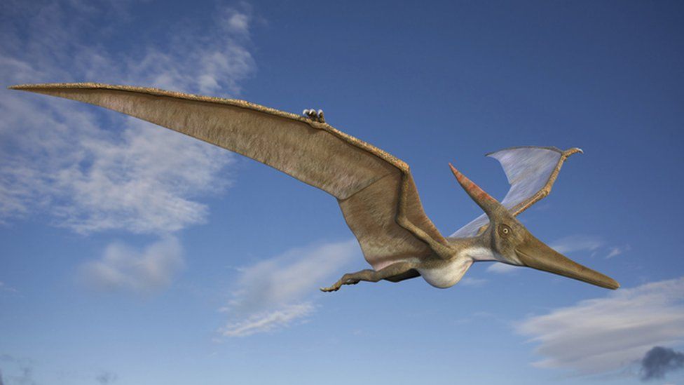 Why aren't pterosaurs classed as dinosaurs? - BBC Science Focus Magazine