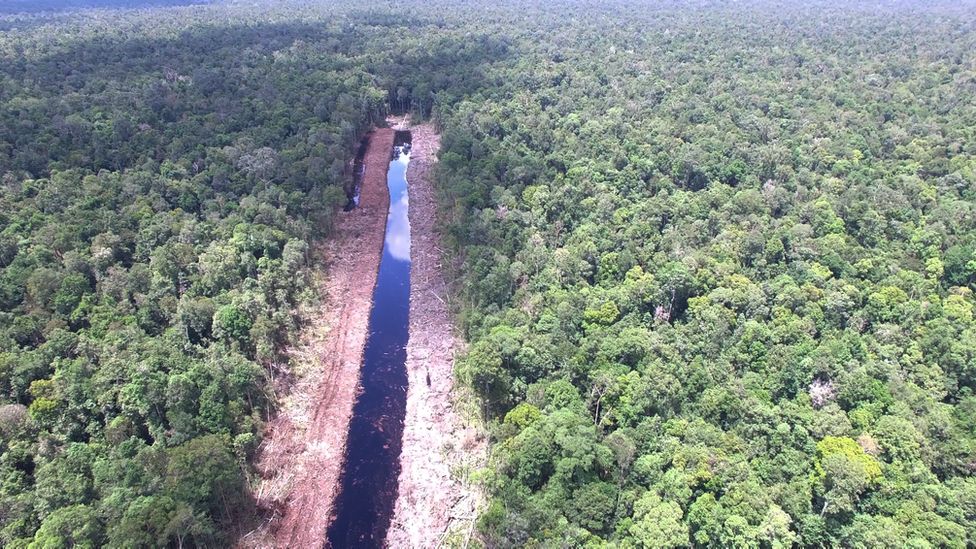 Canal dug into forest in West Kalimantan, Indonesia