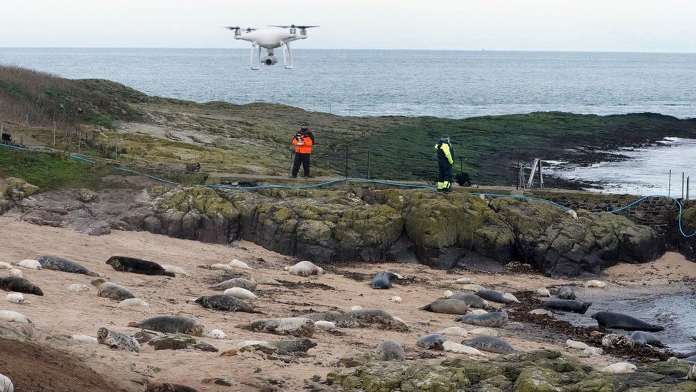 Seal census being done by drone