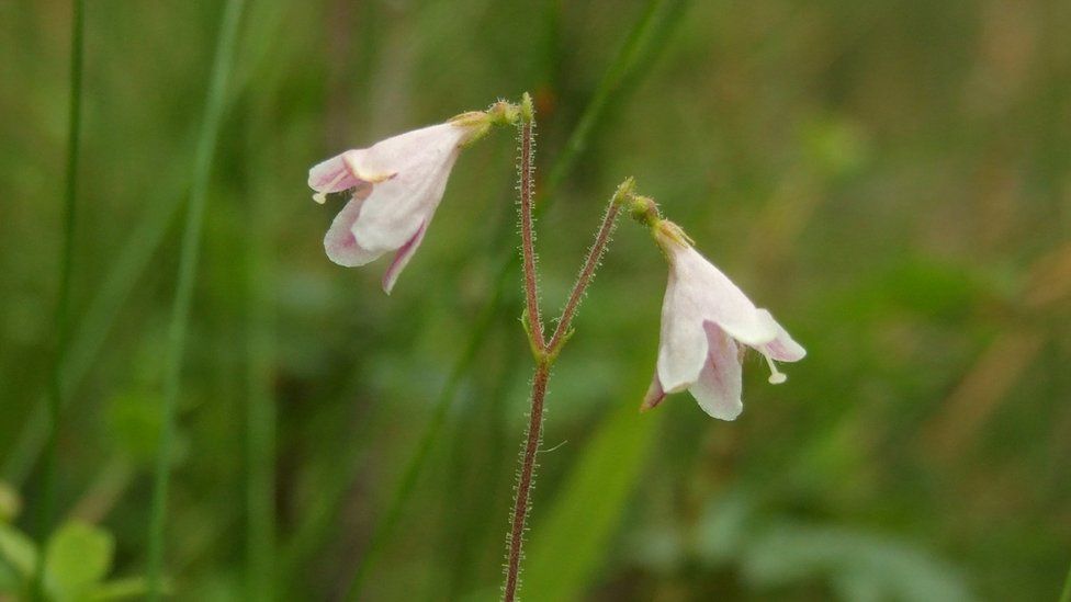 A close up of the twinflower