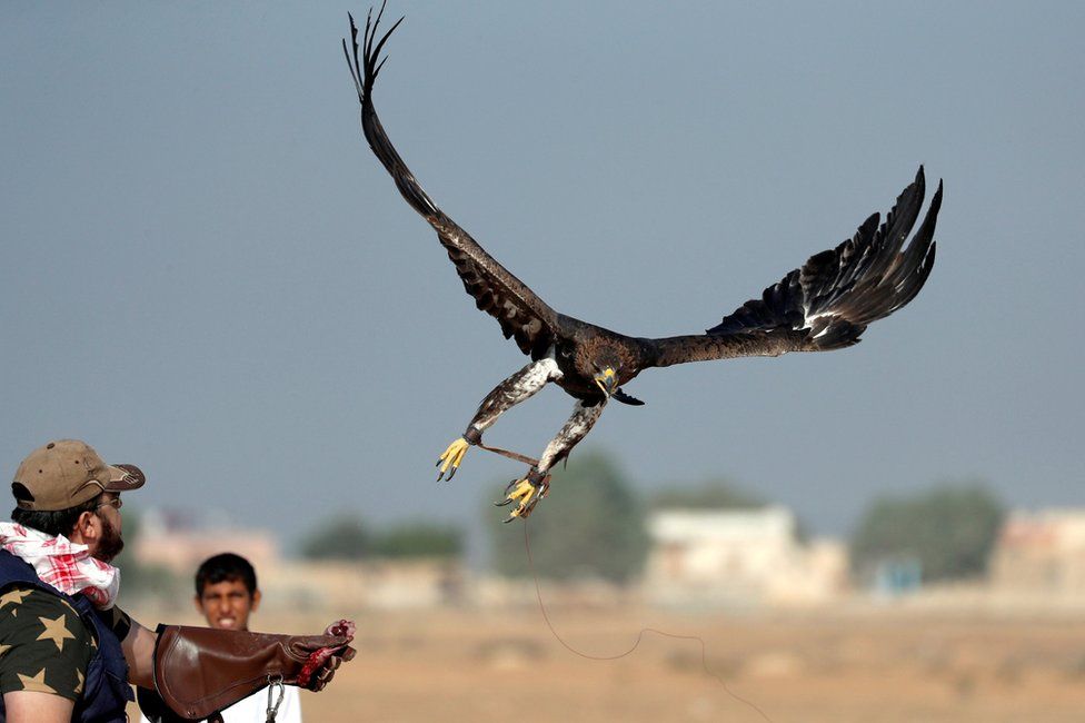 World Falconry Day Eagle And Falcons Soar Over Desert Show