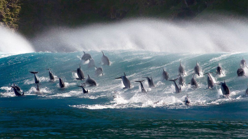 Surfing bottlenose dolphins, South Africa