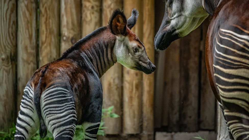 Okapi calf and mother