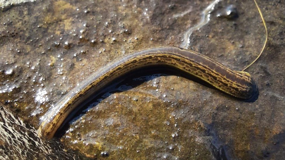 Dumfries and Galloway medicinal leech find 'incredibly important
