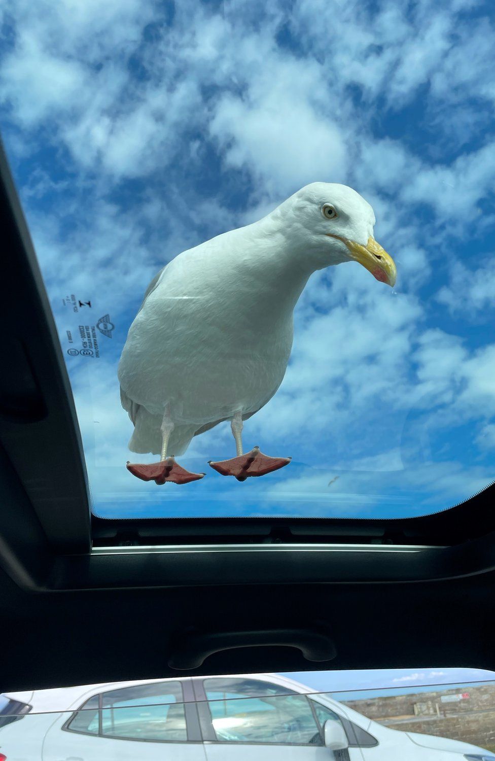 Gull on car roof