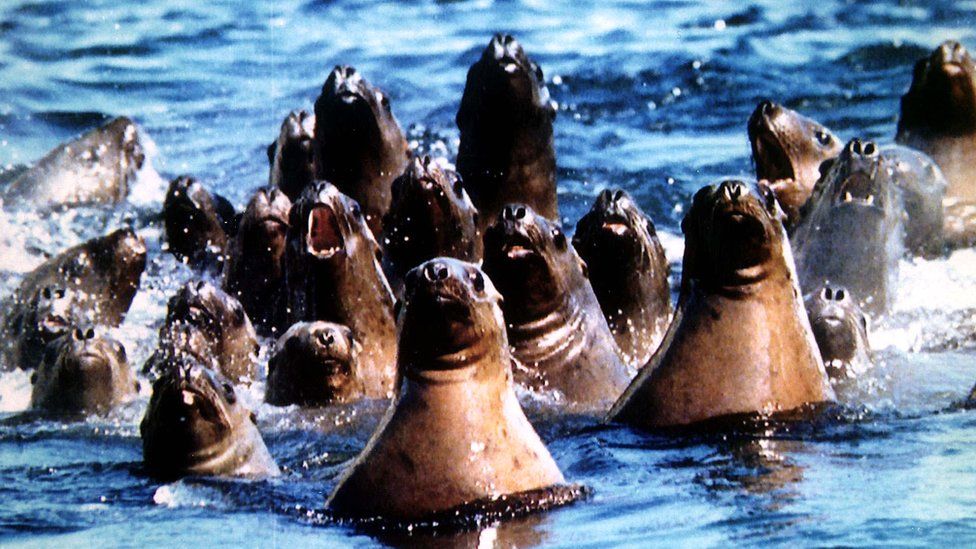 Seals floating in Alaska oil slick