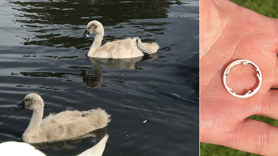 Cygnet with ring around its beak before it was removed