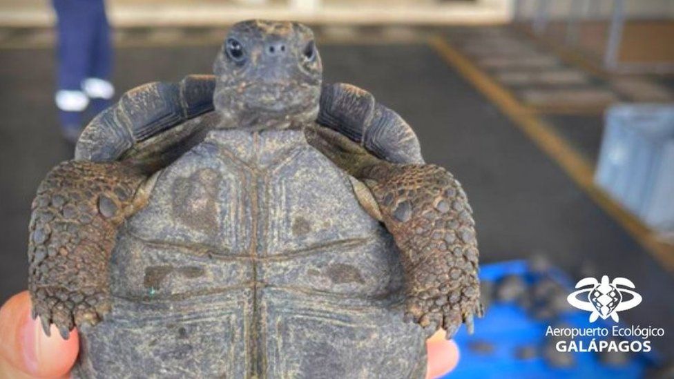 Одна из черепах, захваченная в аэропорту Балтра