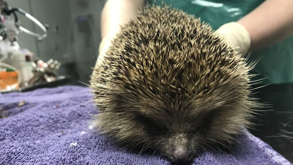 One of the rescued hedgehogs