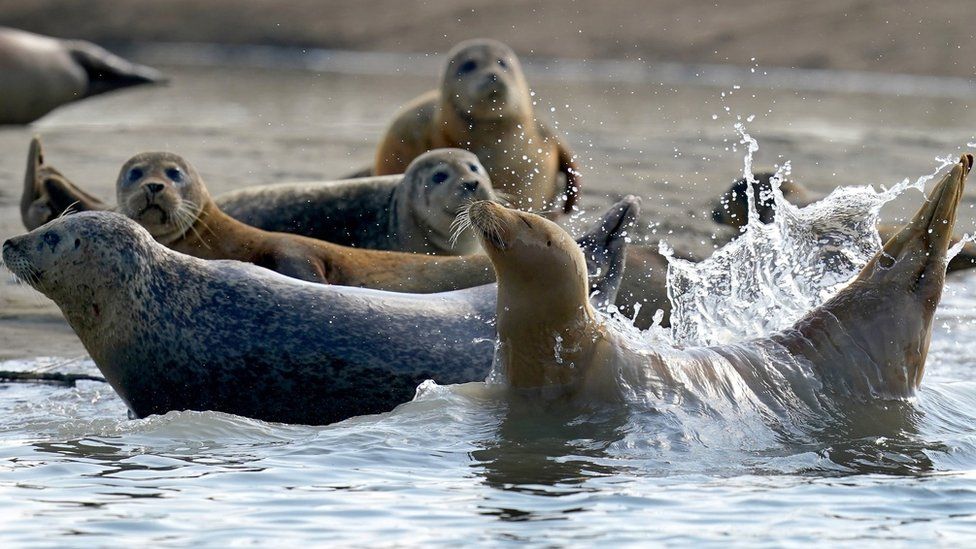 Seals in River Thames