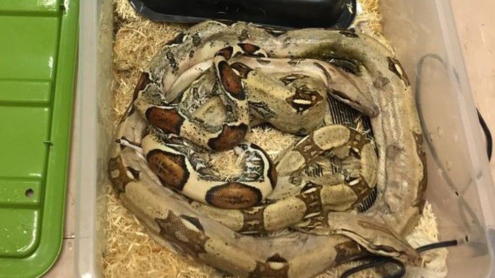 A snake in a plastic box filled with straw