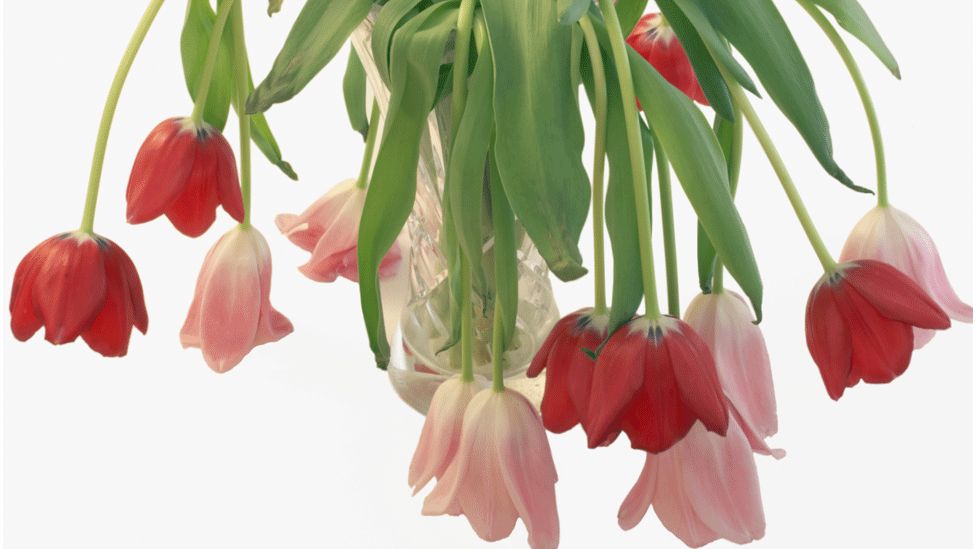 Vase of wilting tulips