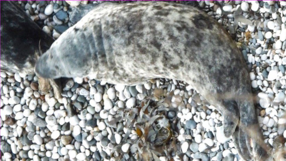 seal lying on on pebbled breach