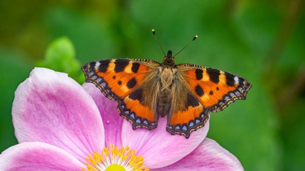 A Small Tortoiseshell butterfly on a pink flower