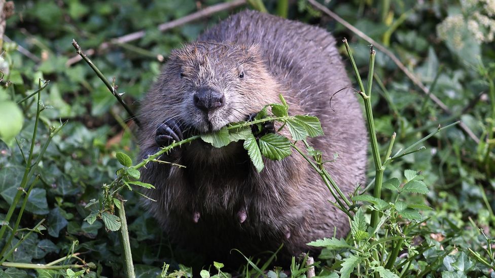 A beaver chomping on brambles