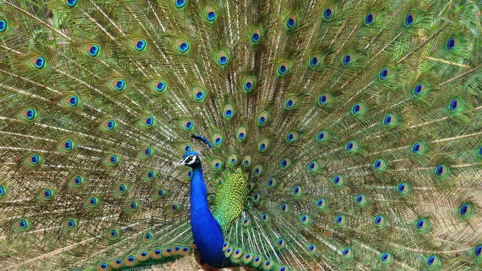 India: Goa proposes reclassifying peacock as 'vermin' - BBC News