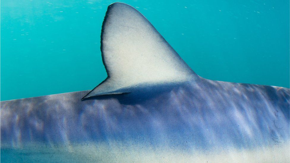 Pale dorsal fin of a blue shark, photographed underwater