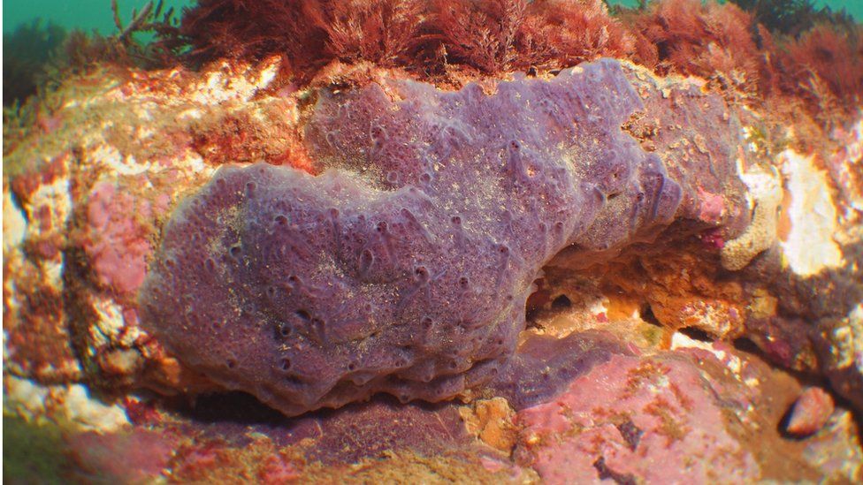 Parpal Dumplin, purple sea sponge