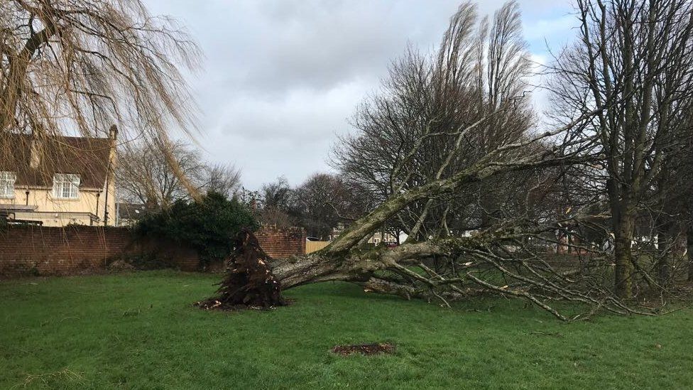 A tree has fallen down in College Road in the Llandaff area of Cardiff