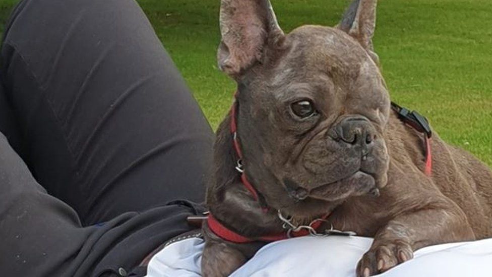 One eyed clearance french bulldog