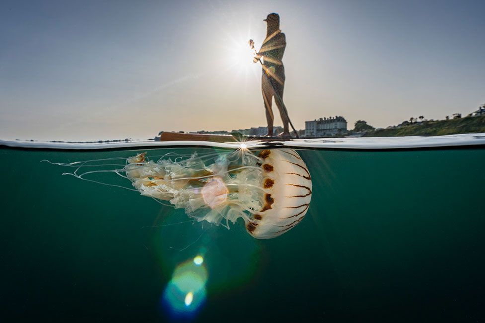 A Compass jellyfish drifts alongside a paddleboarder in Falmouth, Cornwall