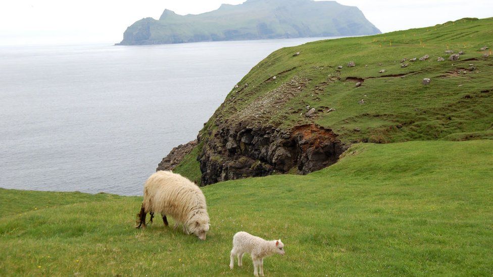 sheep in a field near the village of Gasadalur on Vagar island, one of the Faroe Islands located between the North Atlantic Ocean and Norwegian Sea.