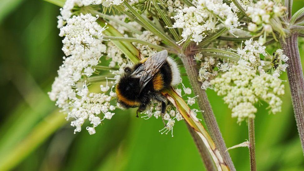 Michaela Strachan hands award to Peak District bee project BBC News