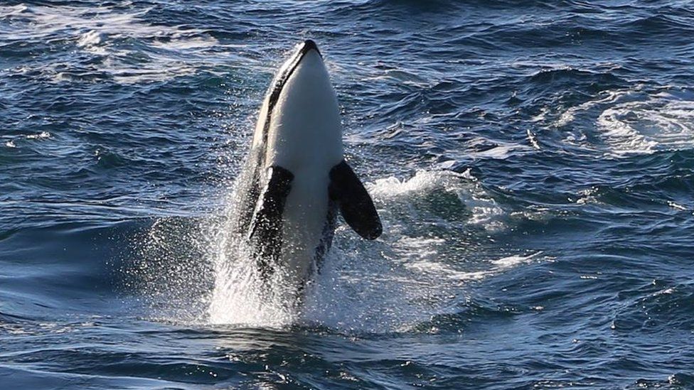 Killer whale pictured in a previous year