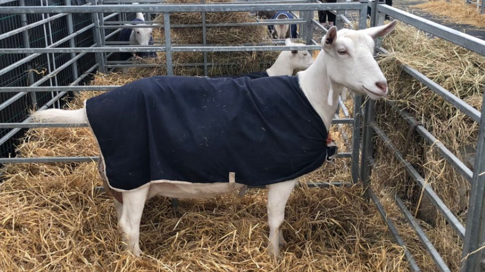 A sheep at the Balmoral Show, wearing a jacket for protection