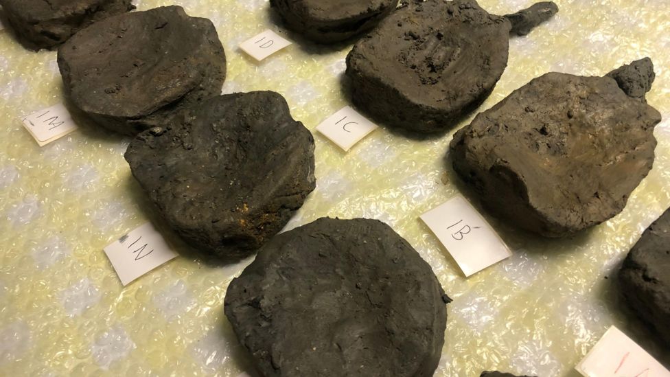 Fossils of Jurassic sea creature found in city quarry - BBC News