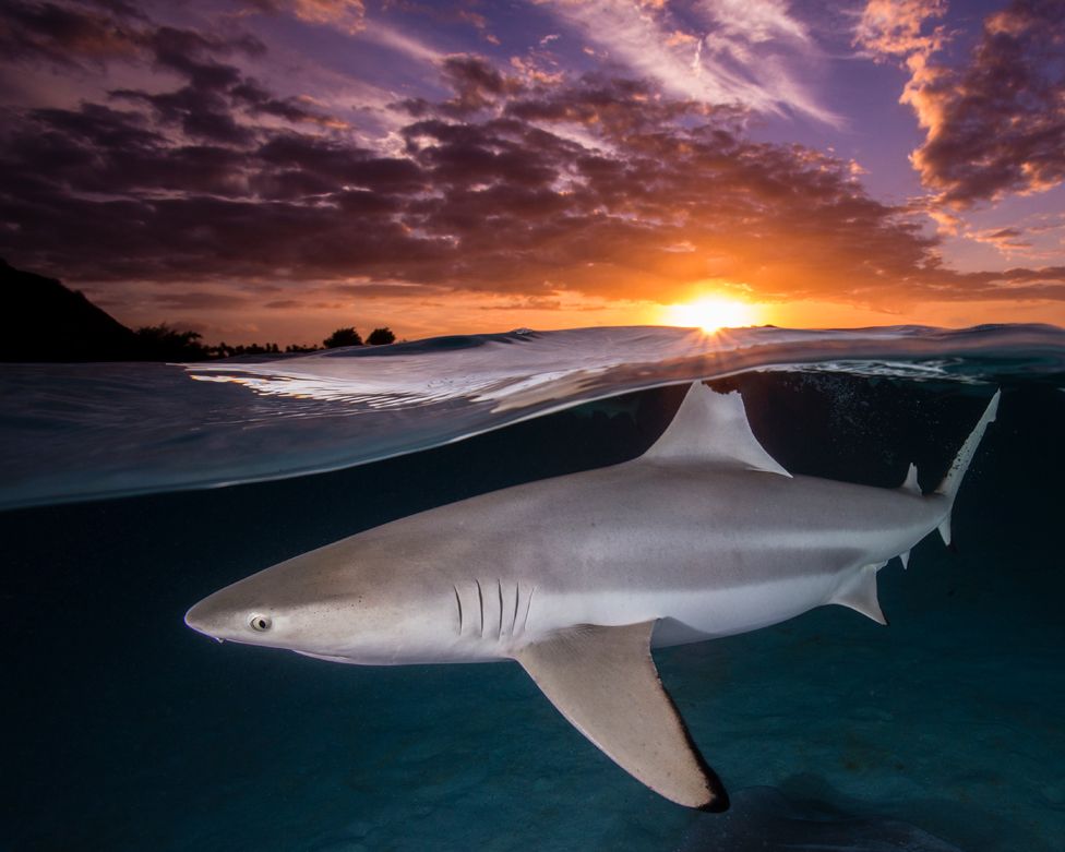 A blacktip reef shark - Carcharhinus melanopterus - lines its dorsal fin up with the setting sun in French Polynesia