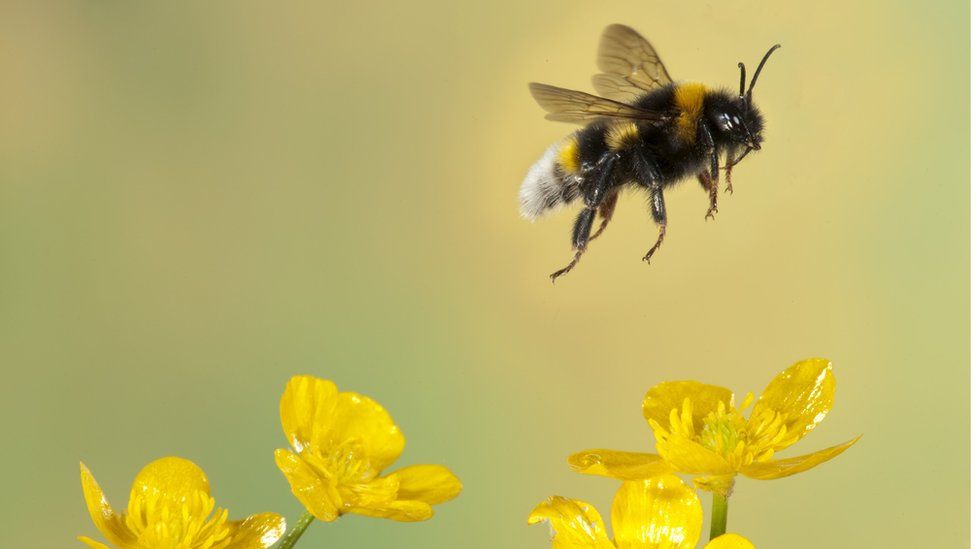 Astonishing Experiment Shows Bumble Bees “Play” With Objects