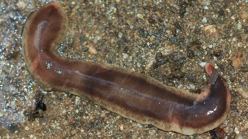 flat worms flatworms