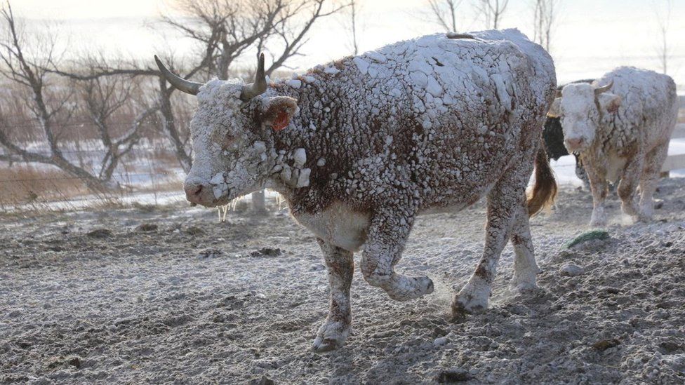 Коровы идут по снегу после метели в Стерджисе, Южная Дакота